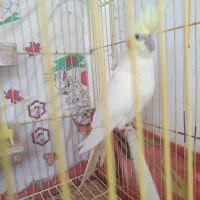فروش طوطی عروس|پرنده|سرخرود, |دیوار
