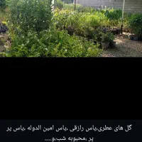 فروش انواع درخت های باغی باغچه ای آپارتمانی|گل و گیاه طبیعی|رامهرمز, |دیوار