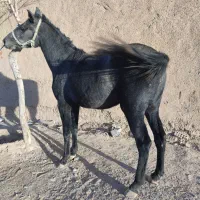 اسب مادیان کرد.|اسب و تجهیزات اسبسواری|مبارکه, |دیوار