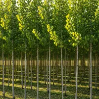 صنوبر پا‌بلند،بهترین انتخاب برای سایه‌ و کشت چوب