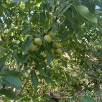نهال گردو|خدمات باغبانی و درختکاری|رامیان, |دیوار