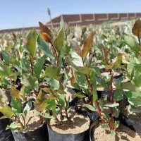 نهال پسته دو ماهه