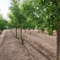 باغ ویلا ۱۱۰۰ متری واقع در تقاب|فروش خانه و ویلا|خوسف, |دیوار