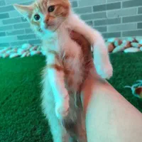 گربه بریتیش پرشین گارفیلدی