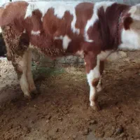 گوساله سمینتال مر وزن ۲۵۰