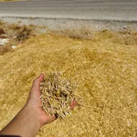 فروش کاه گندم درجه یک در دارالمیزان