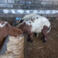 چهار بره یکدست و شیرمس کاور باب پروار