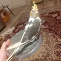 گمشده عروس هلندی