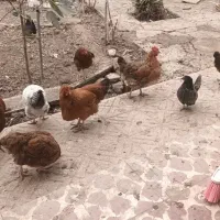 خروس ومرغ طبیعی تخم گذار