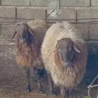 فروش سه عدد گوسفند نر جوان  ۲۵ تا ۴۰ کیلو