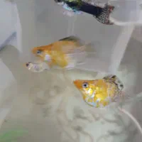 گوپی ، مولی بالن ، زبرا|ماهی|تهران, سلسبیل جنوبی|دیوار