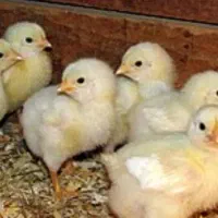 فروش جوجه مرغ گوشتی راس فوق سنگین یک روز