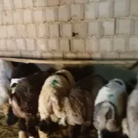 ۲۰راس بره پلوار برافروش