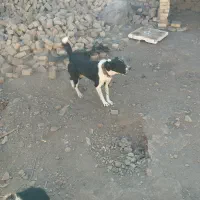 سگ گله|سگ|سلفچگان, |دیوار