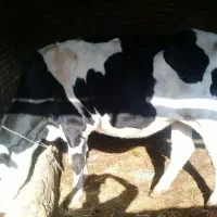 تلیسه آبستن|حیوانات مزرعه|گرگان, |دیوار