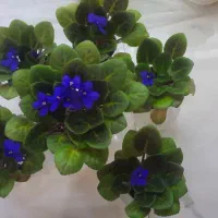 گل بنفشه آفریقایی|گل و گیاه طبیعی|کرج, شاهین‌ویلا|دیوار