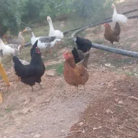 مرغ تخم گذار محلی