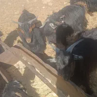 بزغاله نر چاق ولایتی گوشت