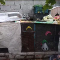 قفس کبوتر ومرغ