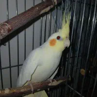 عروس لوتینو