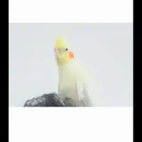 عروس هلندی کم شده