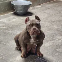 سگ اگزوتیگ|سگ|تهران, تهرانپارس شرقی|دیوار