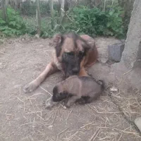 سگ سرابی اصیل درجه یک|سگ|رباطکریم, رباطکریم|دیوار