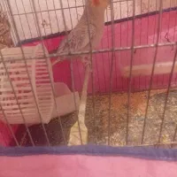 عروس هلندی گلباقالی