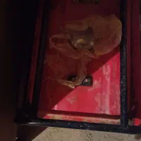 موتور برق