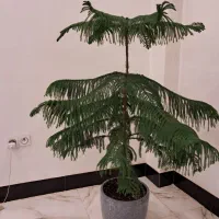 گل کاج مطبق|گل و گیاه طبیعی|تربت جام, زیباکنار|دیوار