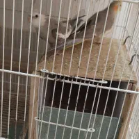 عروس هلندی|پرنده|لامرد, |دیوار