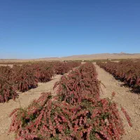 زرشک تازه