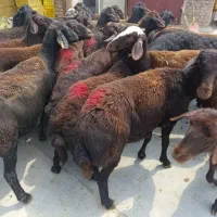 فروش انواع بره و گوسفند