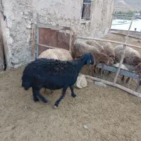 میش هترو