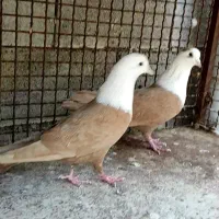 سر سفید مخمل زرد پرتقالی