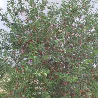 باغ ویلایی ۷۰۰ گلزار مرند