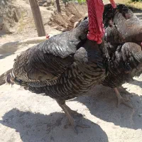 بقلمون