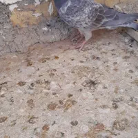 کفتر نر هوایی