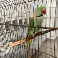 شاه طوطی|پرنده|چالوس, |دیوار