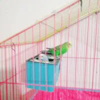 مرغ عشق سالم و سرحال شرط مولد با تخم ۴