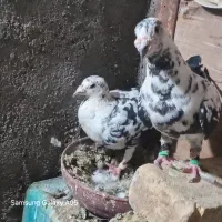 کبوتر