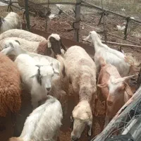 گوسفند فروشی