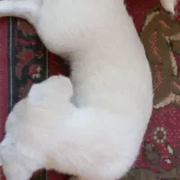 واگذاری سگ|سگ|آباده, |دیوار