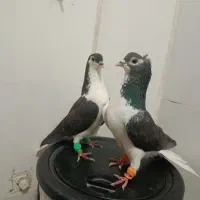 پرنده