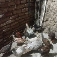 سلام ۱۳عدد جوجه محلی بزرگ