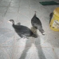 بوقلمون ۳ماهه برنز و مشکی