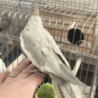 جفت عروس هلندی مولد همراه جوجه|پرنده|فردیس, شهرک هفده شهریور|دیوار