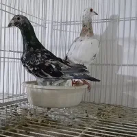 کفتر