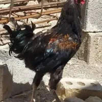 فروش خروس قدبلند چهل تاج