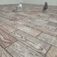 یک جفت کفتر
